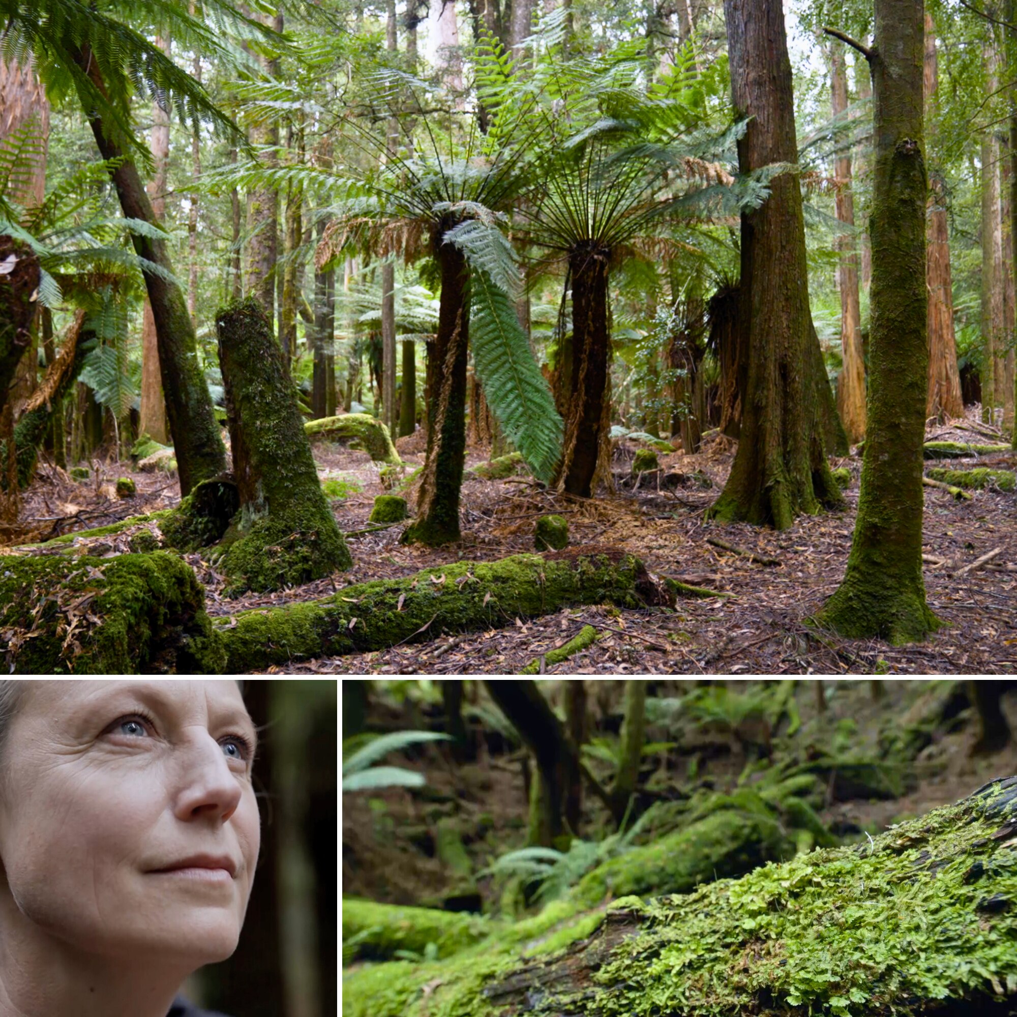 Lush temperate rainforest with tall green tree ferns and mossy tree trunks