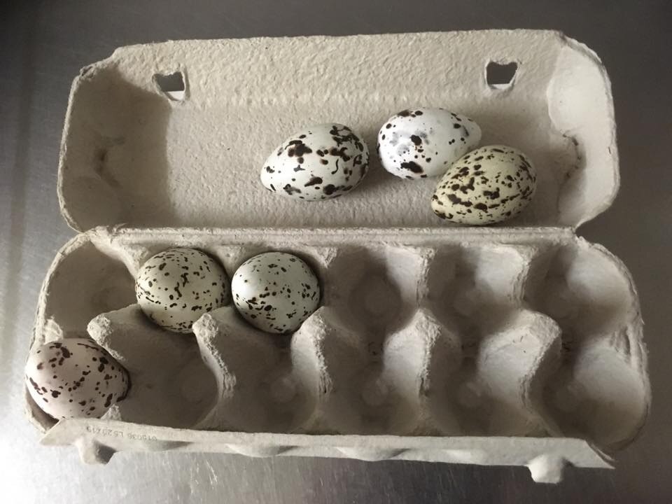 Traditional 'seagull' egg harvest underway amid concern over low bird ...