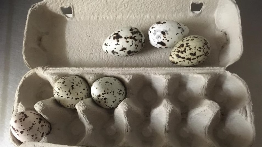 six speckled eggs in an egg carton.