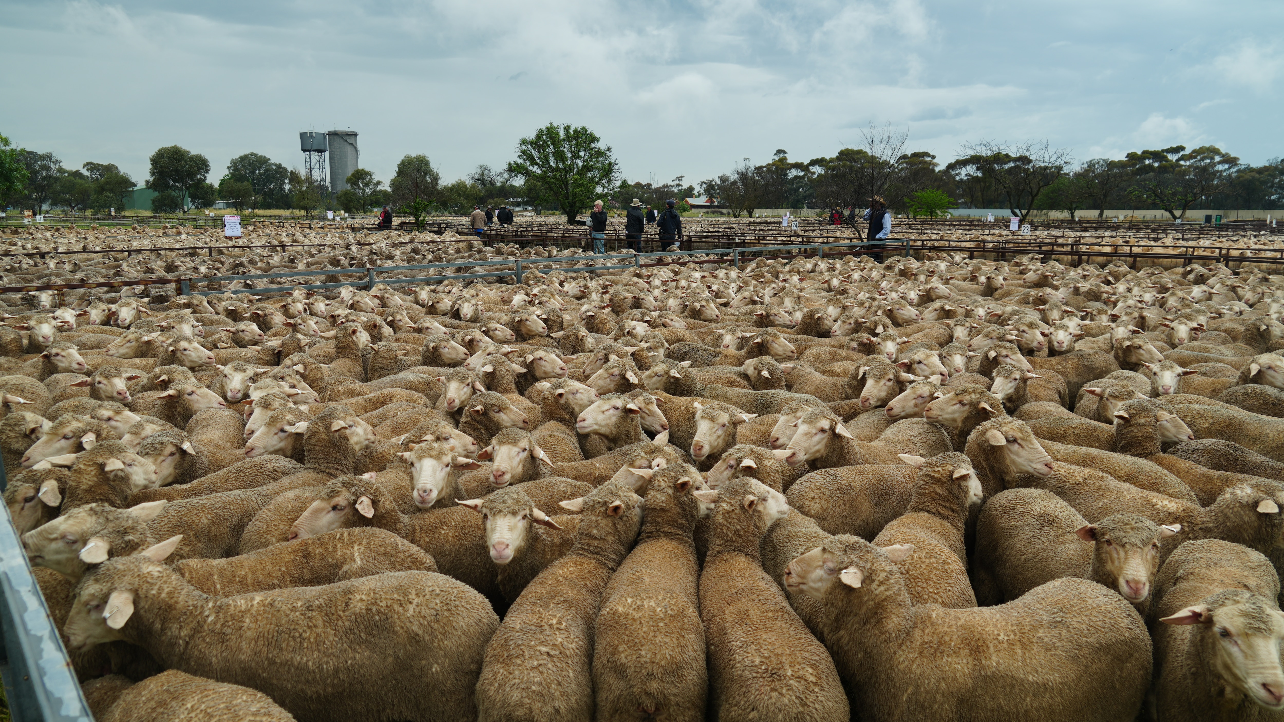 Thousands of sheep in pens