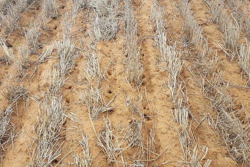Un champ avec un sol sableux et des chaumes d'orge, parsemé de trous de souris.