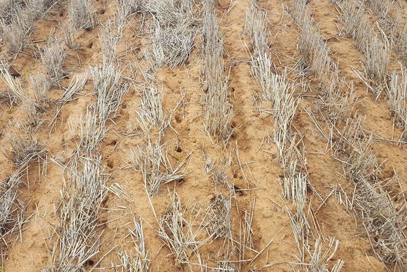 A field with sandy soil and barley stubble, dotted with mouse holes.