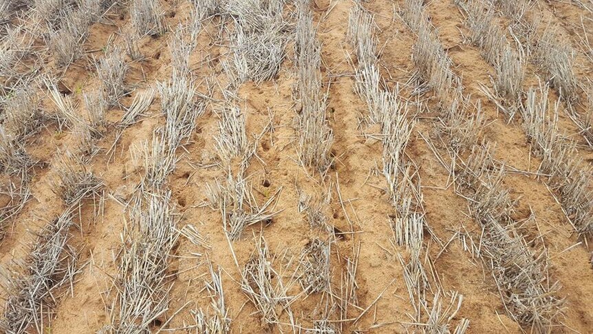 A field with sandy soil and barley stubble, dotted with mouse holes.