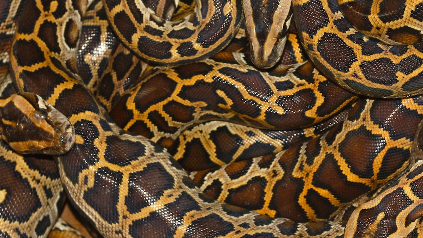 A python, coiled up.
