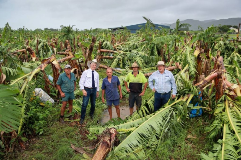 People standing in a devastated banana plantation.