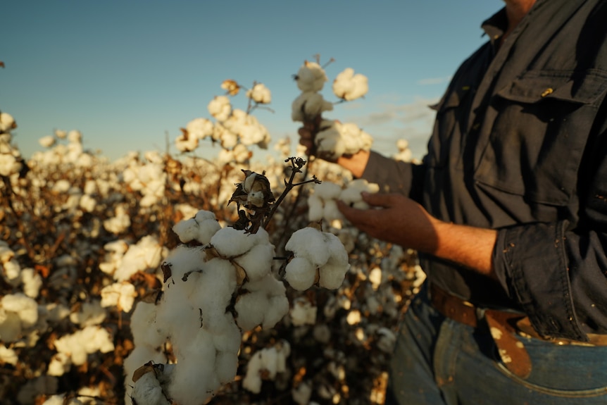 Man holding cotton in cotton field