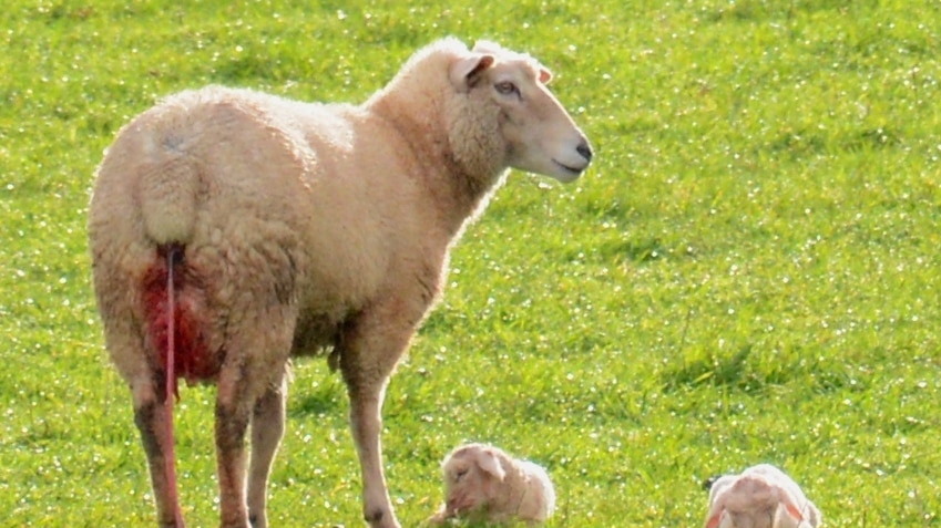 Newborn lambs in Casterton