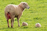Newborn lambs in Casterton