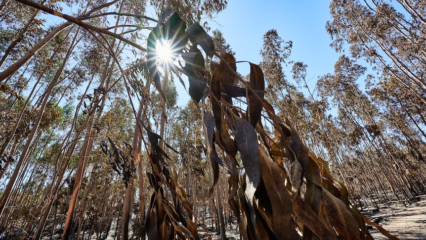 Eucalyptus in Portugal