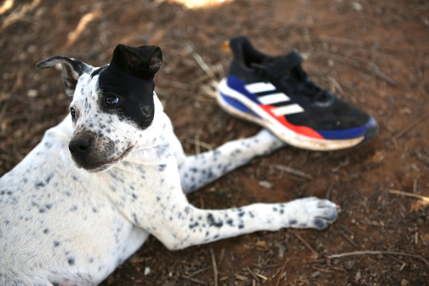 A cute little black and white dog.