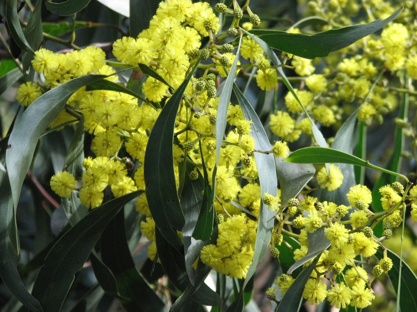 Close up of golden wattle