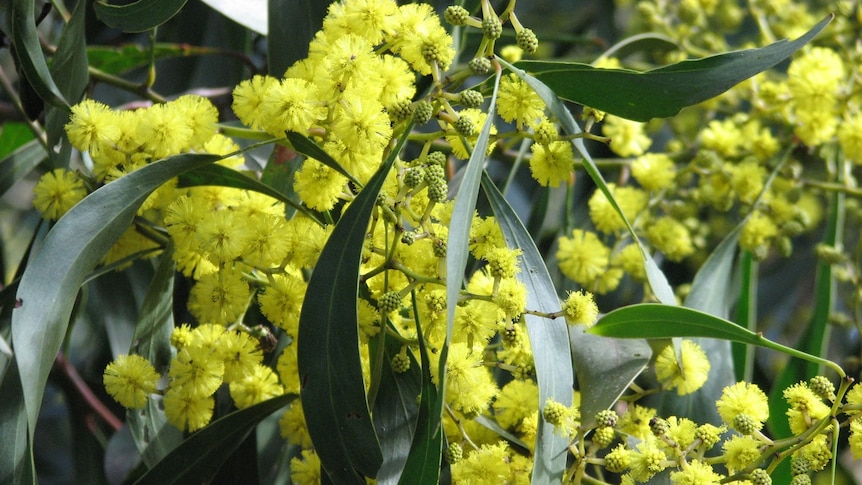 Australian native tree or not? Wattle you get in our quiz? – ABC News