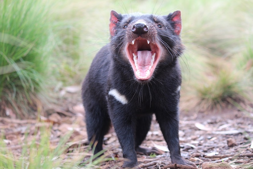 Tasmanian Devil standing on leaves with mouth wide open