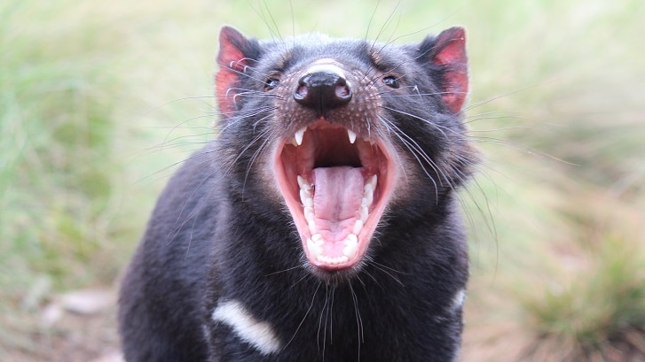 Tasmanian Devil standing on leaves with mouth wide open