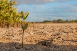 Photo of a mangrove shoot sticking out of mud with mangroves in the background