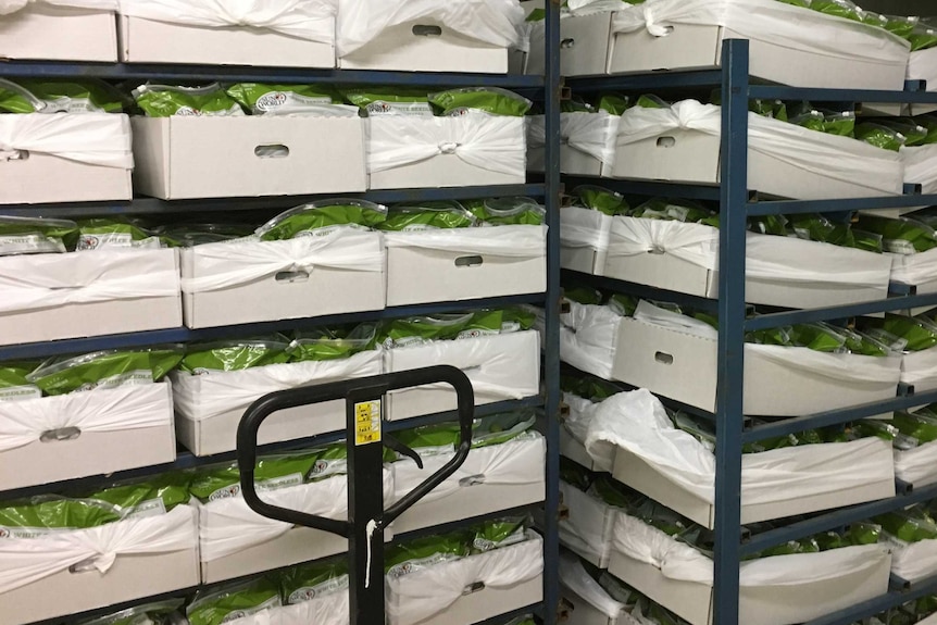 Boxes of packed grapes on shelves