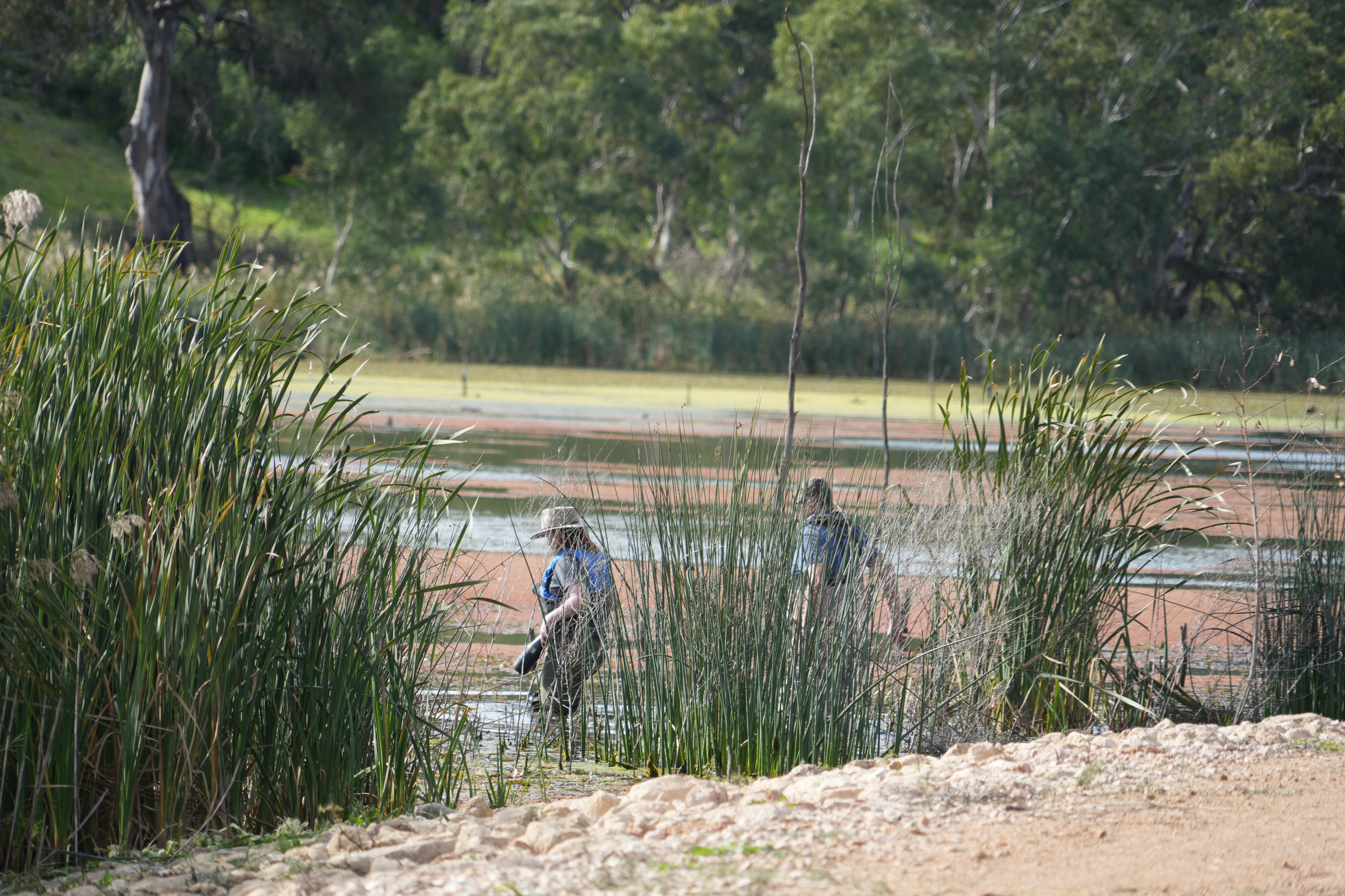 A wide shot of a woman and man in waders entering a weland, as seen through rushes from a bank.