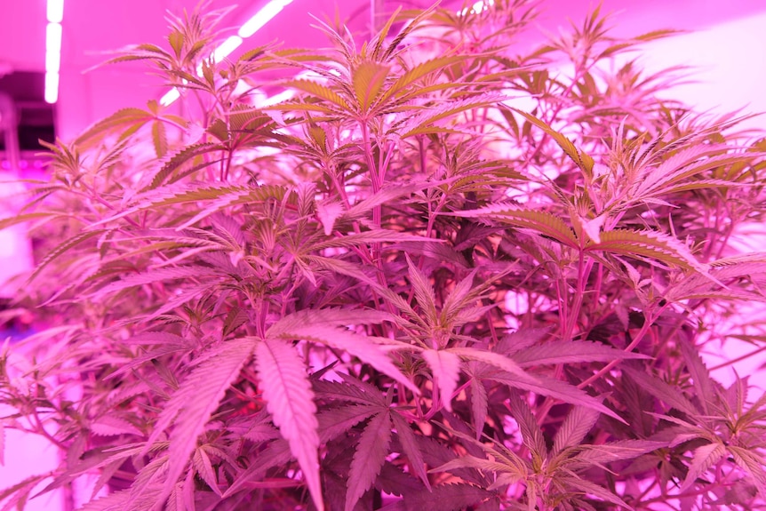 Close ups of a cannabis plant grown at Little Green Pharma's South West facility.