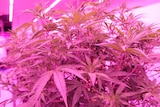 Close ups of a cannabis plant grown at Little Green Pharma's South West facility.