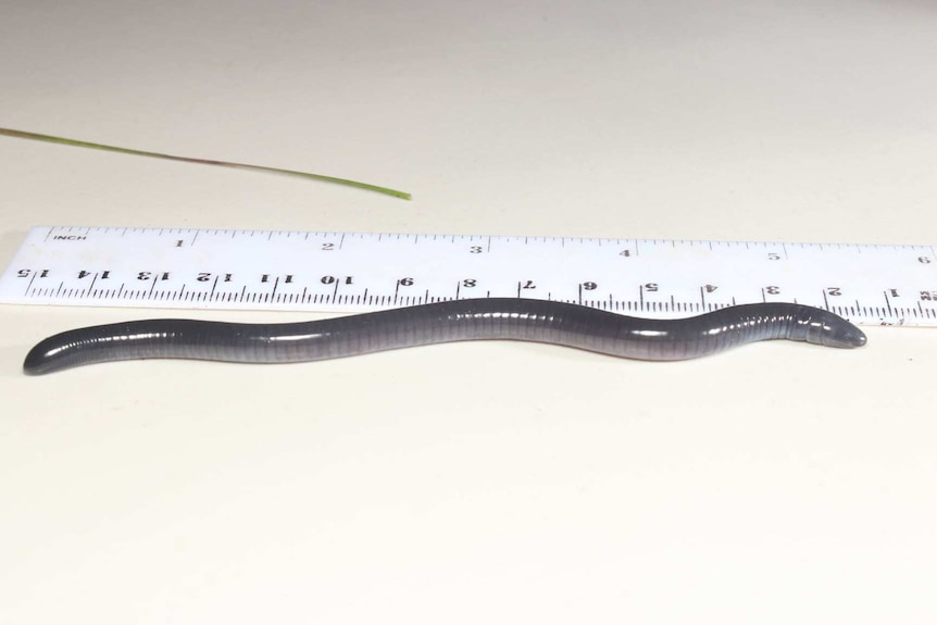 Dermophis donaldtrumpi pictured next a ruler.