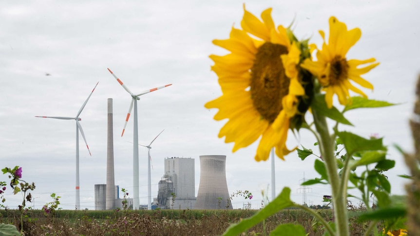 Sunflowers blooming in front of a coal-fired power plant