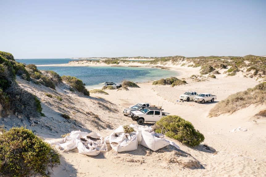 A white sandy beach with six four wheel drives park along it with shrubbery, by the ocean.