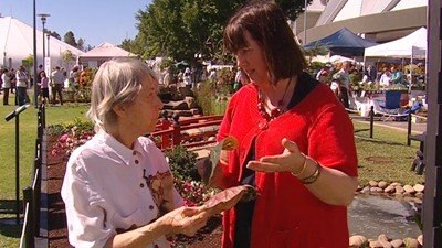 Ask It/Solve It - Begonias | Curling tomato leaves - Gardening Australia