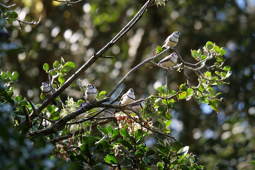 Double-barred finches
