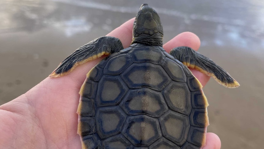 A baby flatback turtle sits in a hand, sand and ocean in background.