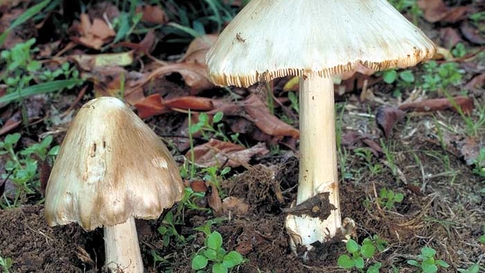 Death cap mushroom comparison