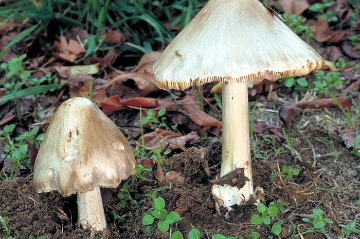 Death cap mushroom comparison