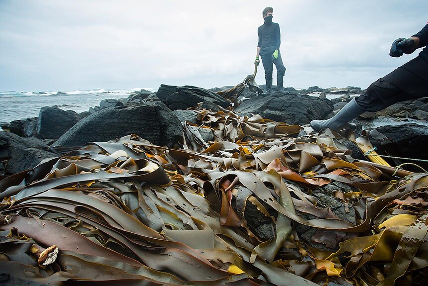 Kelp getter surveying a mass of stranded bull kelp