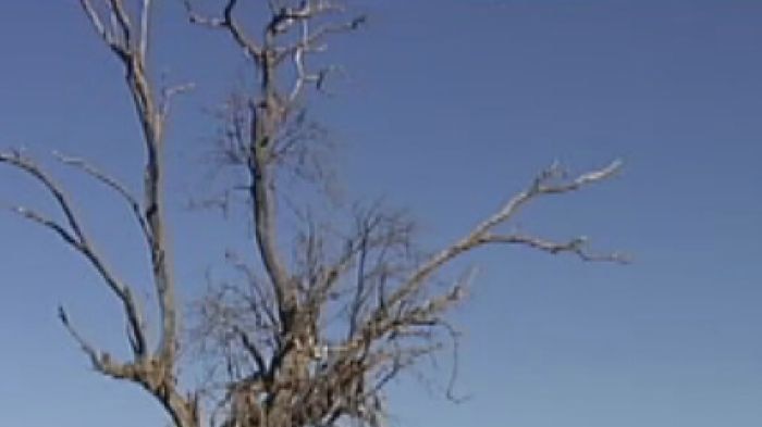 A cattle farm near Walgett affected by drought