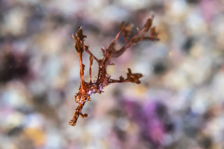 Baby seadragon