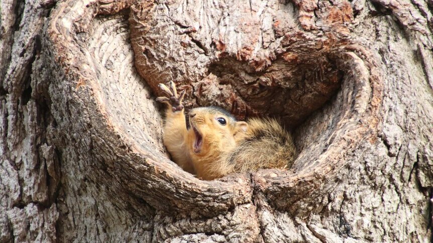 Squirrel sits in a tree hollow with it's mouth wide-open and it's arm reaching up dramatically.