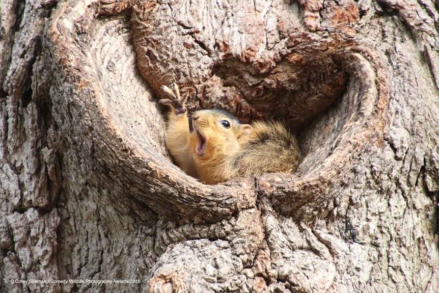 Squirrel sits in a tree hollow with it's mouth wide-open and it's arm reaching up dramatically.