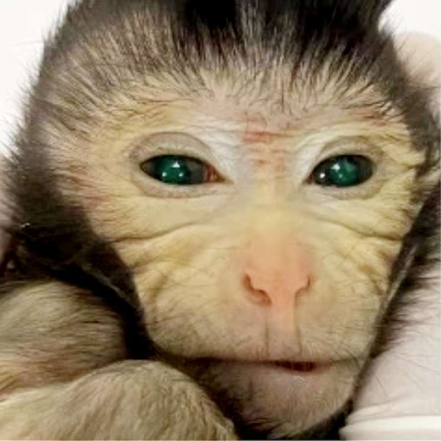 A close-up of a freshly born monkey face
