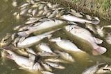 Dozens of dead fish by a river bank.
