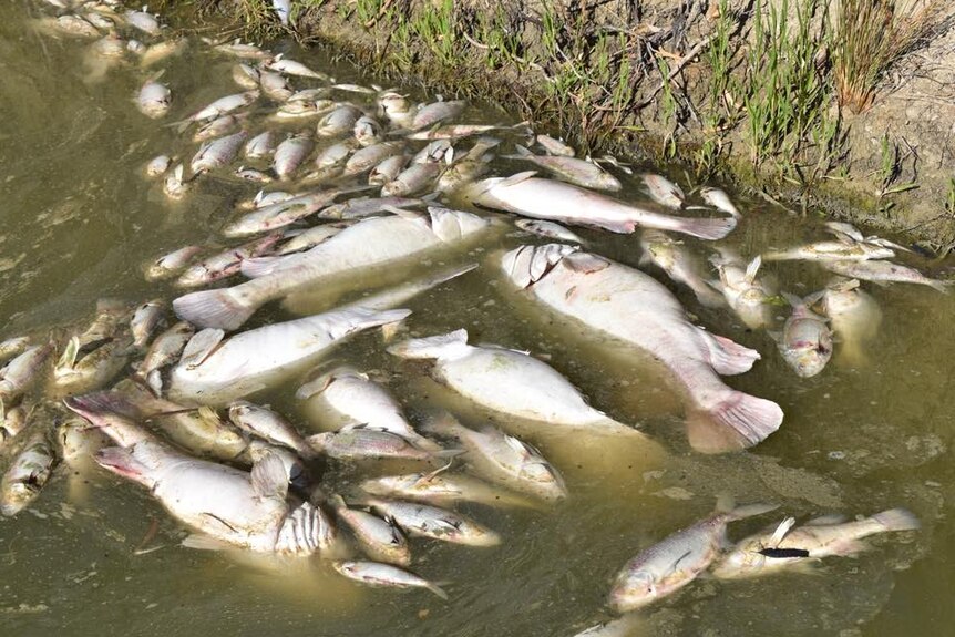 dozens of dead fish by a river bank