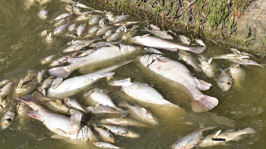 dozens of dead fish by a river bank.