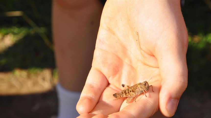A locust in the hand....