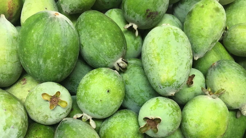 Hinterland Feijoas' prized organic fruit