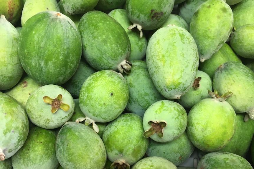 Close up of green feijoa fruit