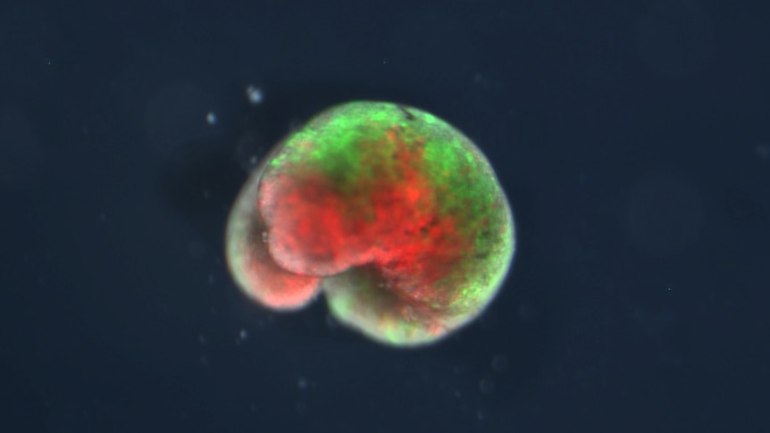 cluster of red blue and green cells 
