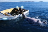 Two men in a boat hold on to the tail of a dugong.