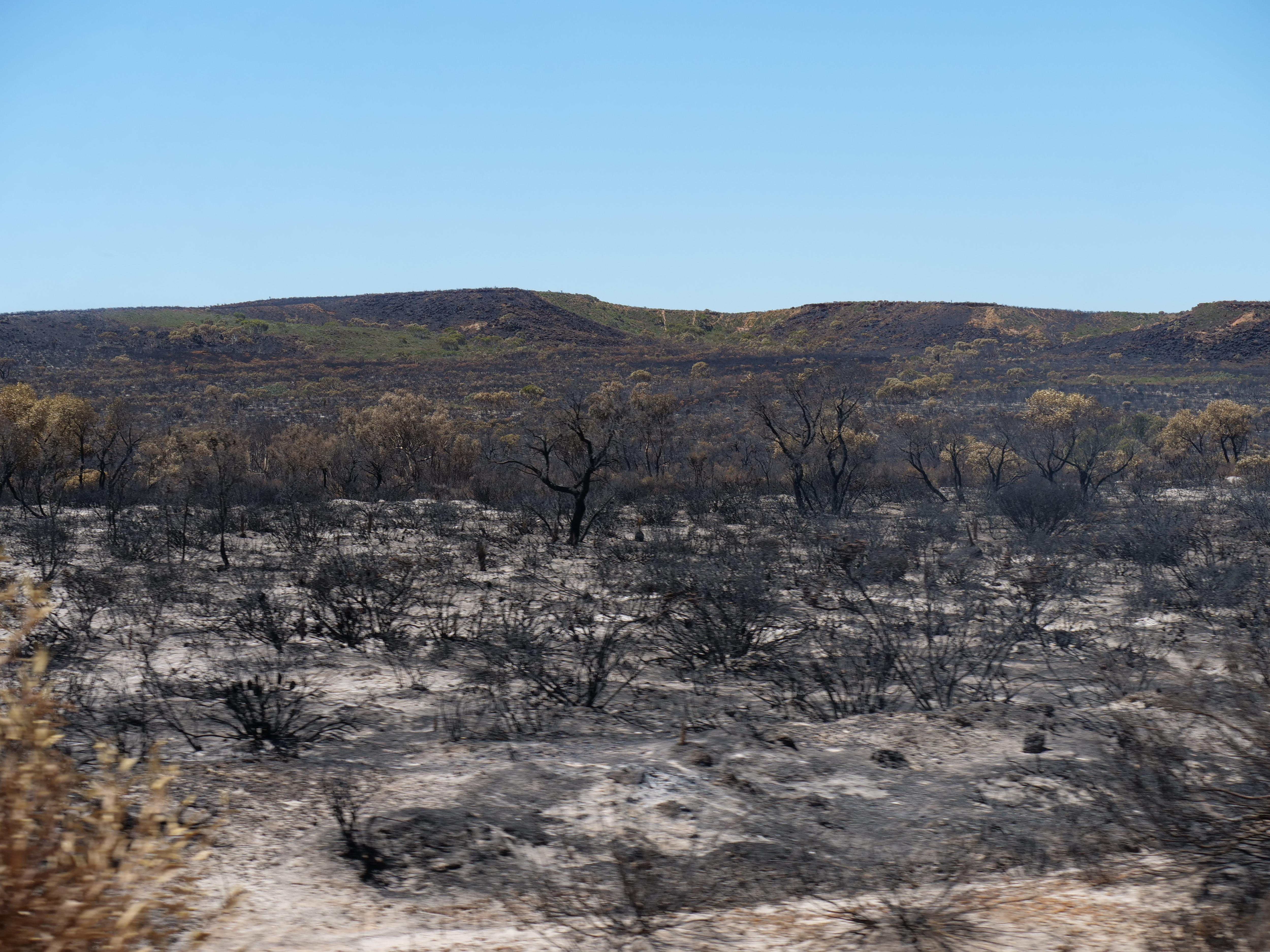 Plano geral do mato mais afectado na área de Warradarge, Dezembro de 2025