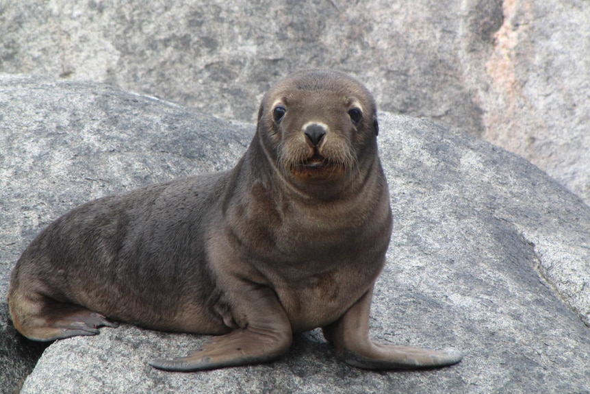 A small, brown sea lion pup sits on a rock.