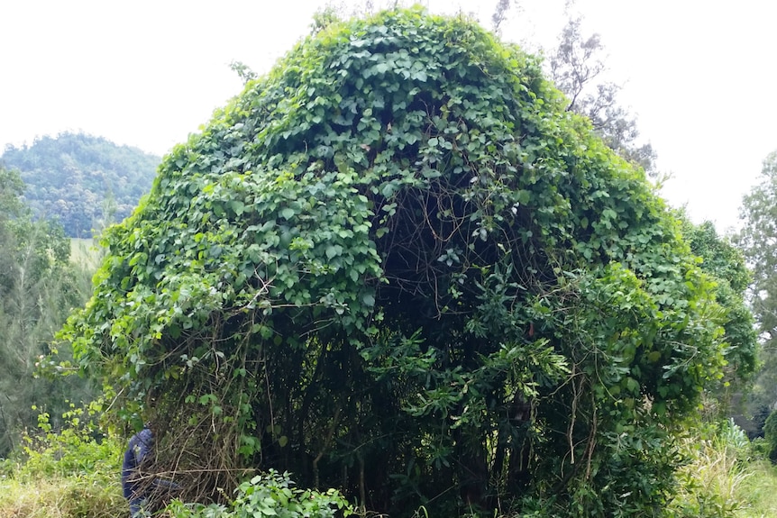 A tree smothered with vines.