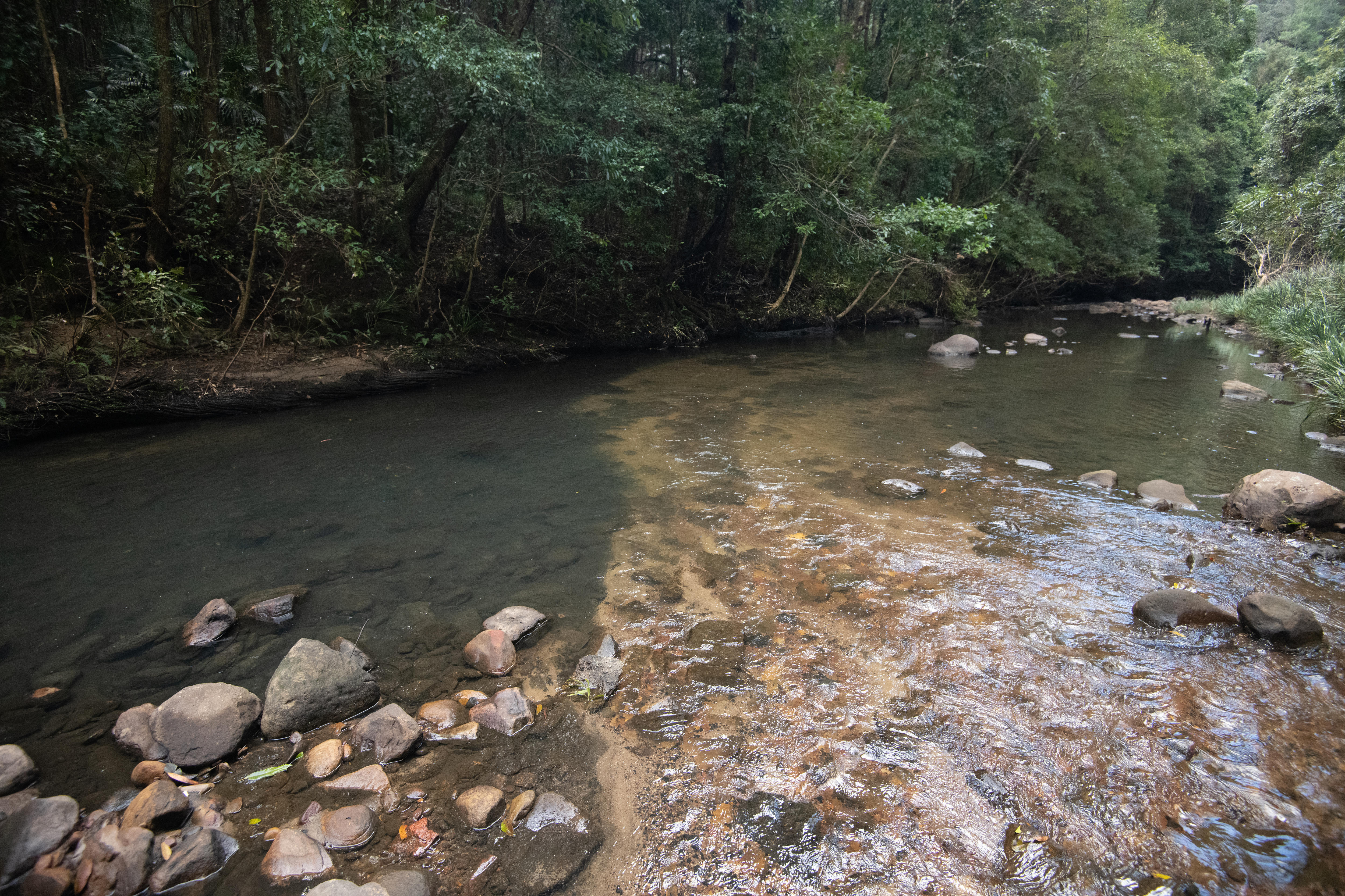 A slick of brown material in a shallow creek that is otherwise clear and opposite a shady forest bank.