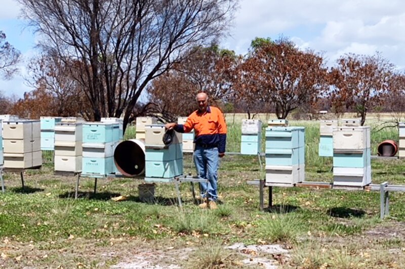Apiarist George Spiteri stands besides some of his hives at his Deepwater property in central Queensland.